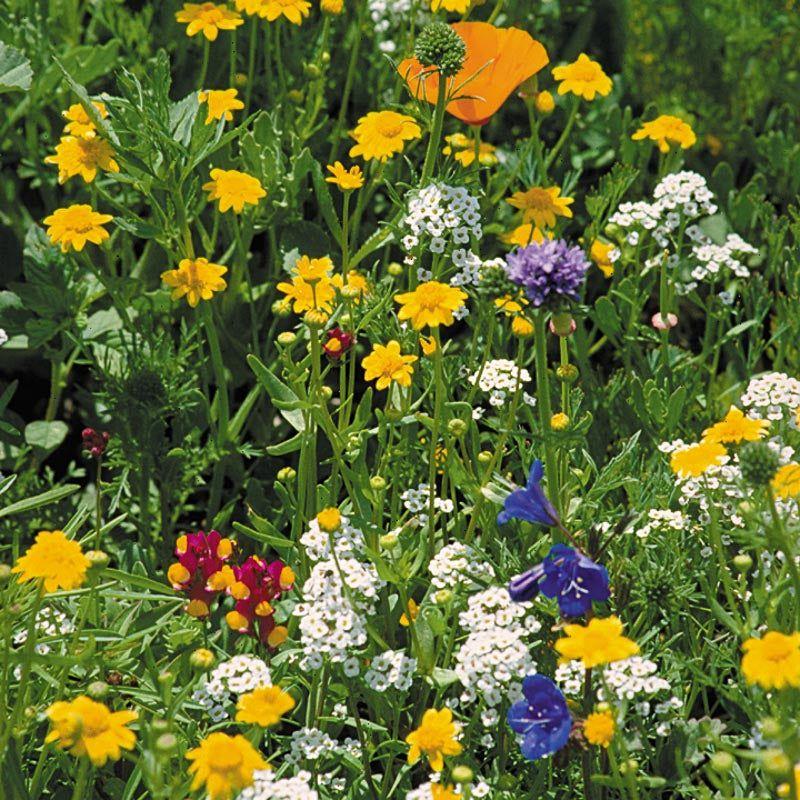 California Coastal Wildflower Mix (pack) - Image 3
