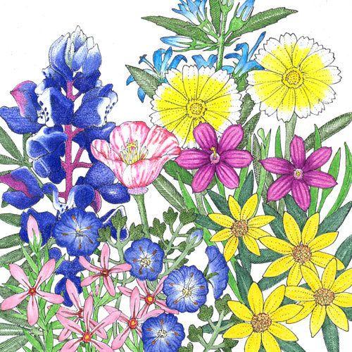 California Low-Growing Native Wildflower Mix (pack) - Image 2
