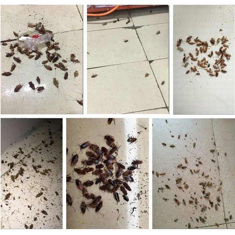 Cockroach Pest Control Product for Effective Extermination - Image 4