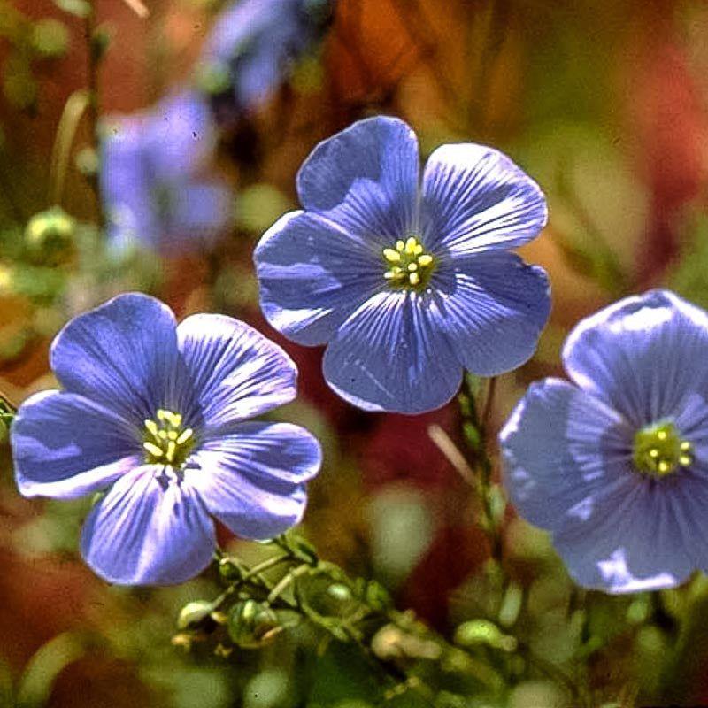 Flax, Blue (1/4 lb) - Image 2