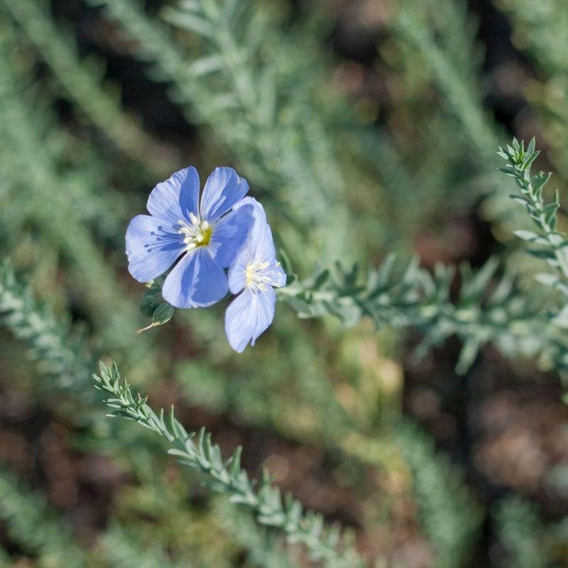 Flax, Blue (1/4 lb) - Image 3