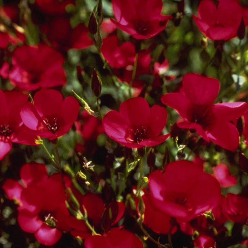 Flax, Scarlet (pack) - Image 4
