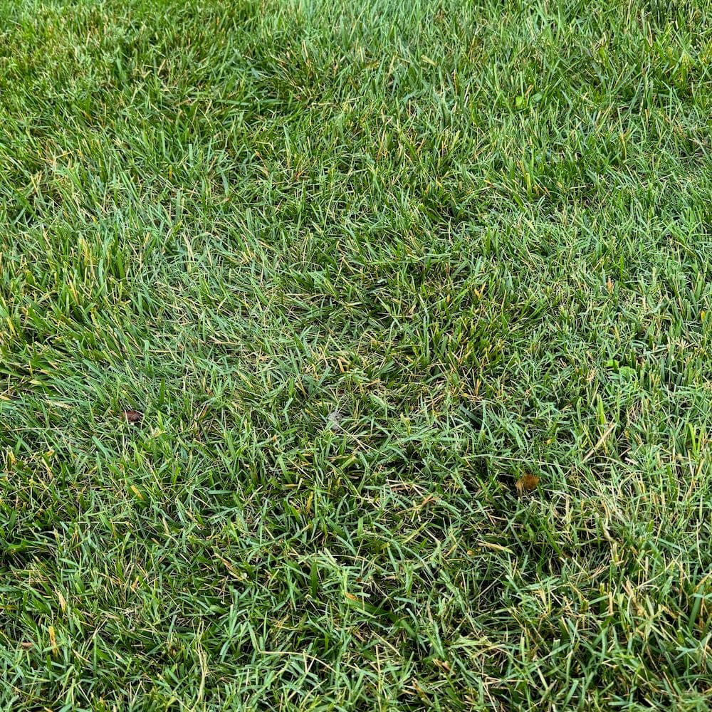 Fusilade II Turf and Ornamental Herbicide - Image 3