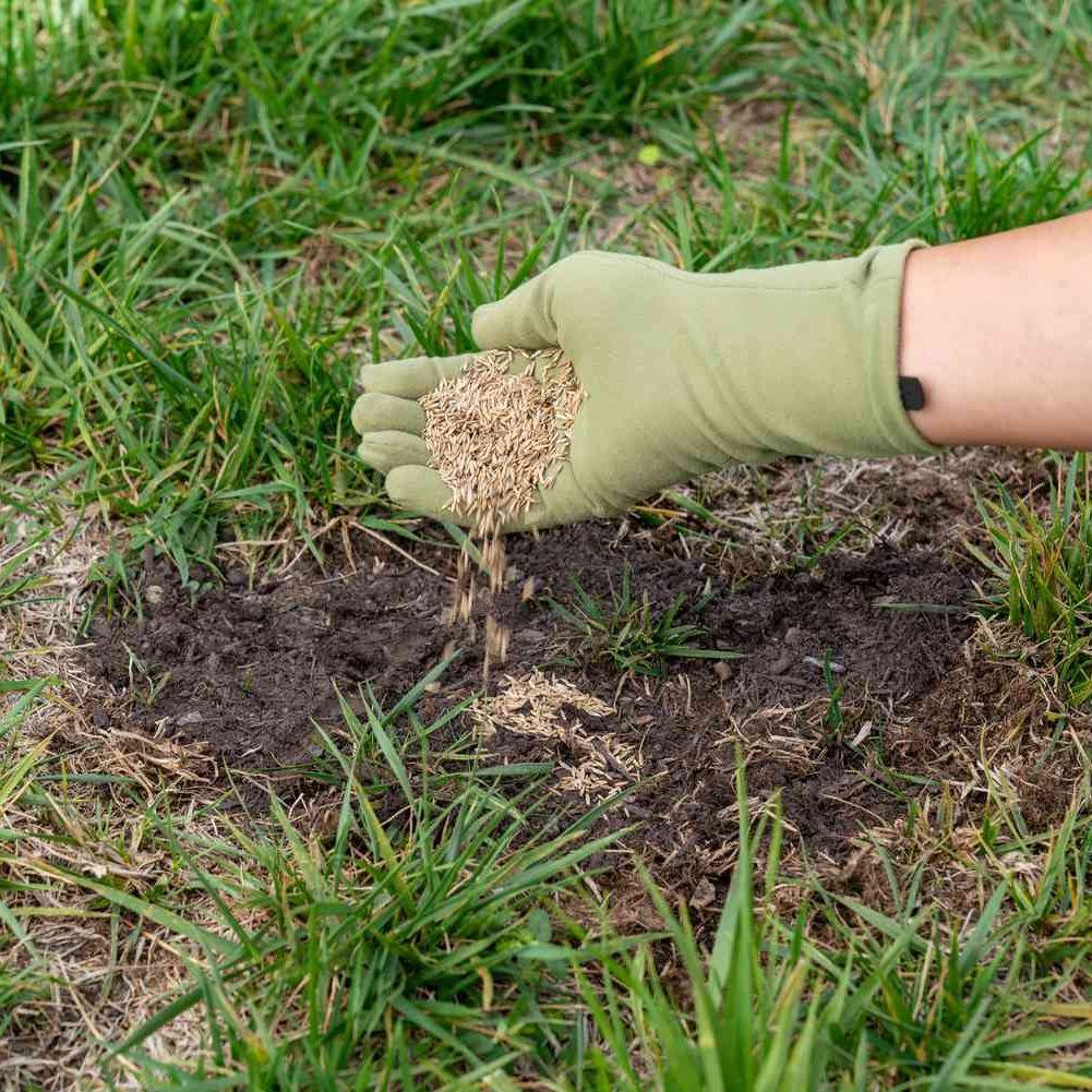 Lesco Double Eagle Rye Grass Seed - Image 4