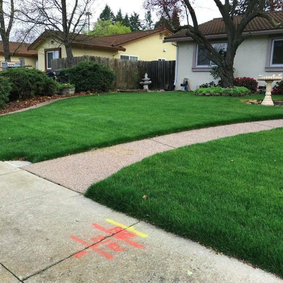 LESCO Estate Eagle Plus Grass Seed - Image 2