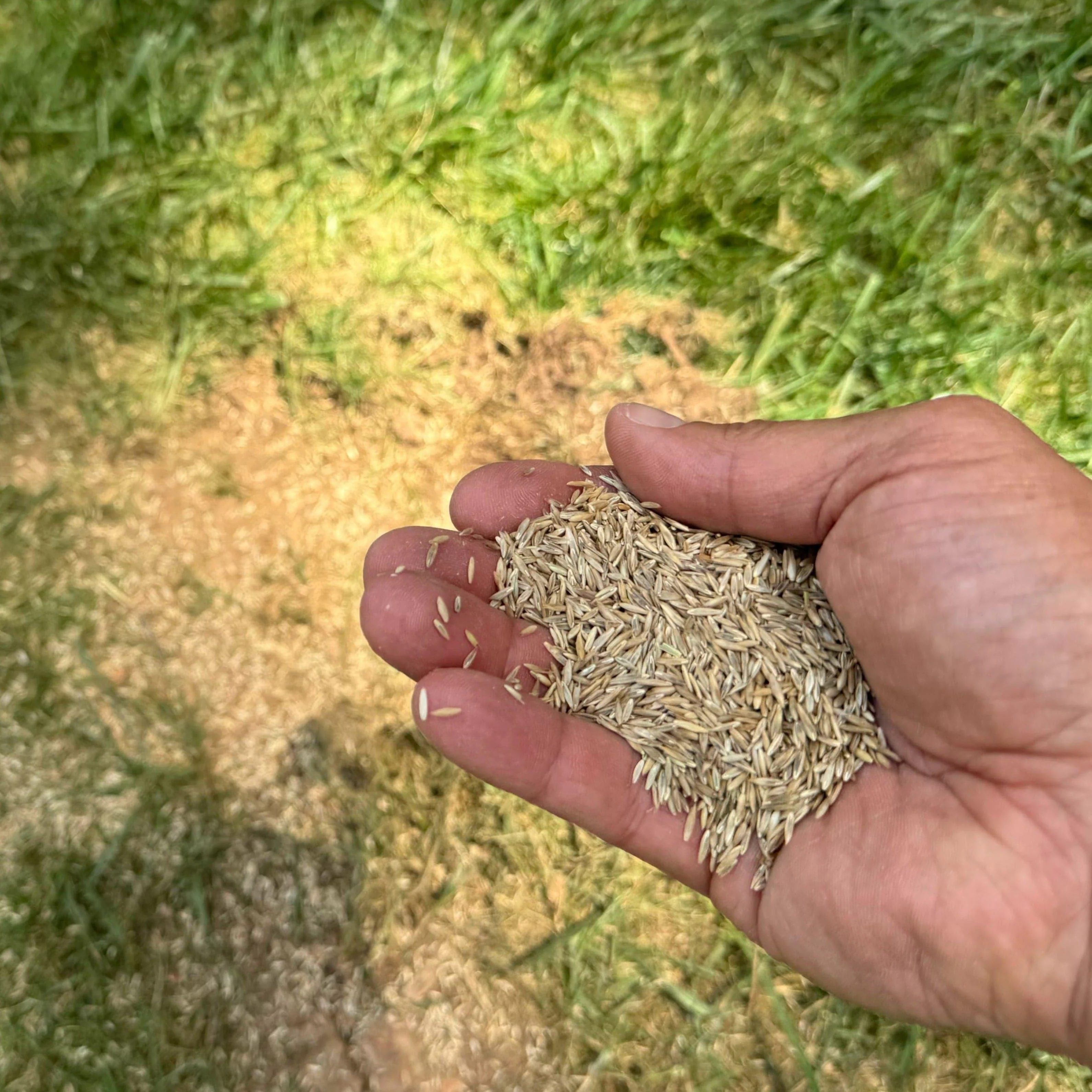 Lesco Sun & Shade Park Grass Seed - Image 4