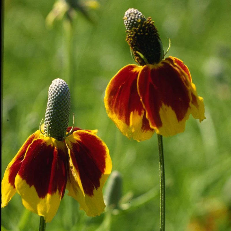Mexican Hat (pack) - Image 3
