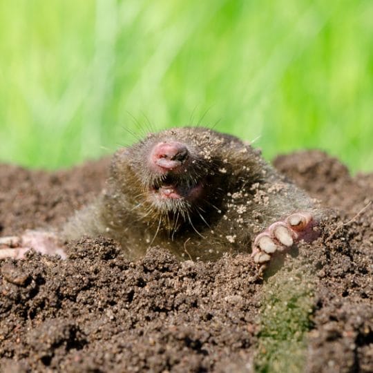 Mole & Vole Repellent Natural - Image 7