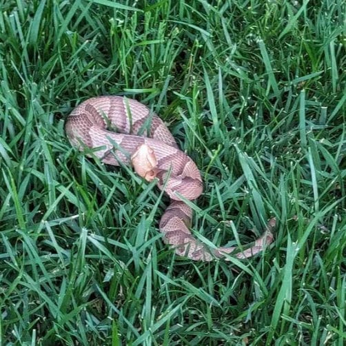 Snake Scram Professional - Image 3
