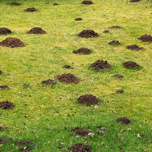 Talpirid Mole Bait - Image 2