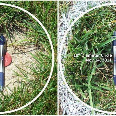 Titan RX Sun and Shade Turf-Type Tall Fescue Grass Seed - Image 3